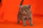 5 süße BKH-Kitten abzugeben